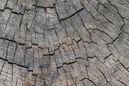 木材纹理背景木树皮特写图片