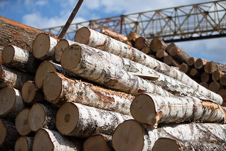 木材加工厂的桦木原工行业图片