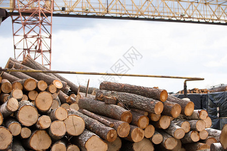 木材加的原木Woodwood图片