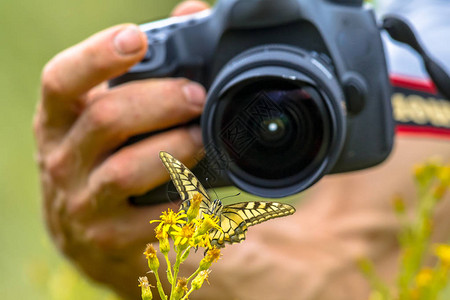 美丽的燕尾蝴蝶Swellowtail蝴蝶在黄图片
