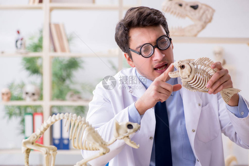研究动物骨骼的有趣疯狂教授图片