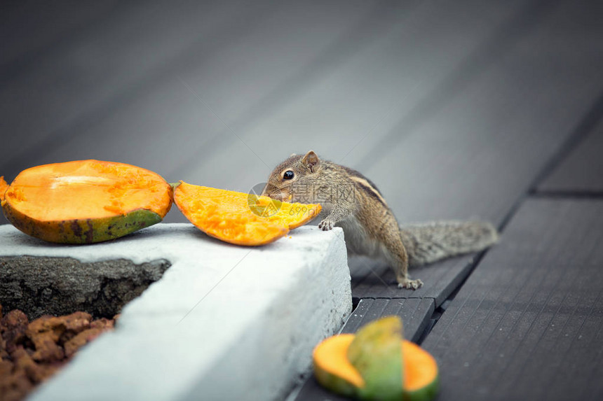花栗鼠吃芒果本托图片