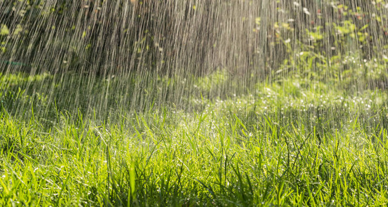 新鲜的雨滴和夏日的绿色花园图片