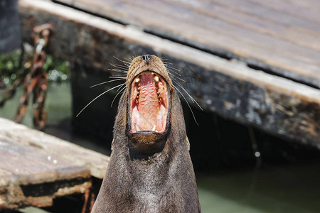 海狮张大嘴巴打哈欠旧金山39号码头渔人码头的海狮已成为主图片