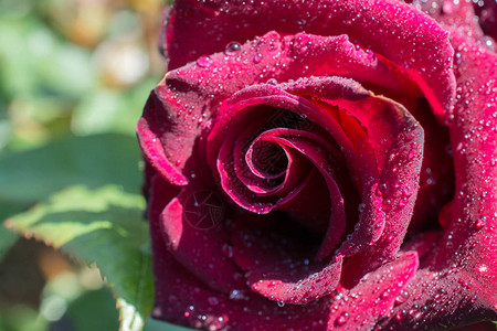 盛开的美丽多彩玫瑰花瓣上有水滴图片