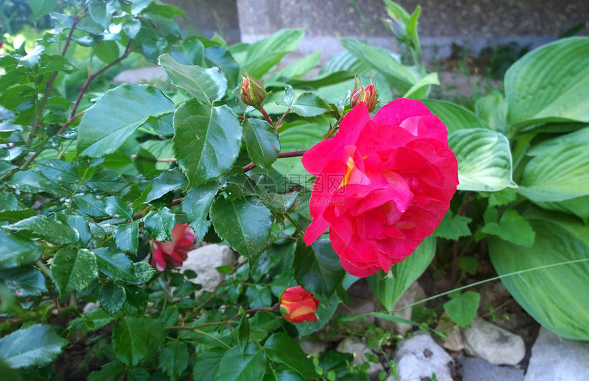 花园里的红玫瑰图片