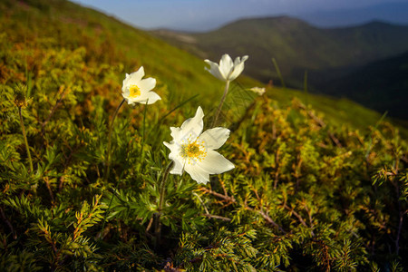 喀尔巴阡山脉的高山花卉乌克兰图片