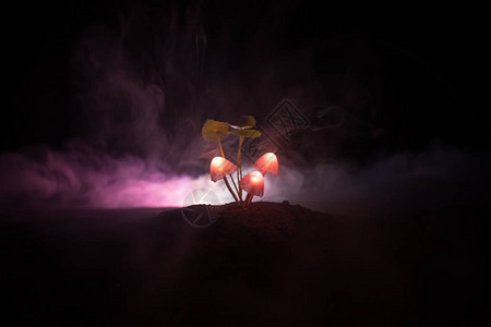 神秘黑暗森林特写中的三个幻想发光蘑菇神奇蘑菇或三个灵魂在化身森林中迷失的美丽微距镜头背景上有雾的仙女灯背景图片
