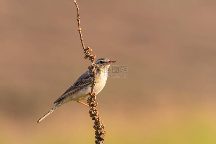 NorthernWheatear或Oenantheoenantheonbranche图片