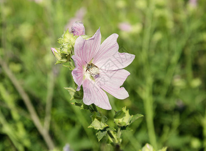 一只蜜蜂在一片绿草的背景下在一朵美丽而温柔的粉红色花朵图片