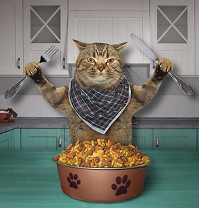 饥饿的猫拿着刀和叉子在厨图片