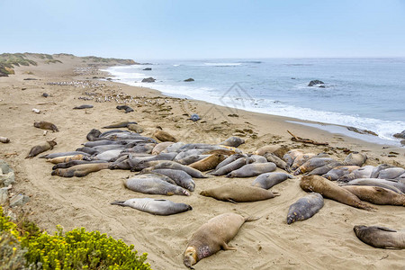 海狮在沙滩上放松图片