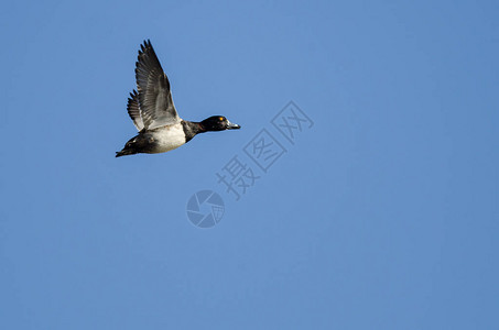 环颈鸭在蓝天飞翔图片