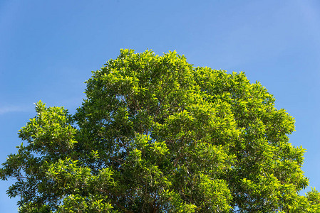 蓝天上灌木绿叶和树梢枝用图片