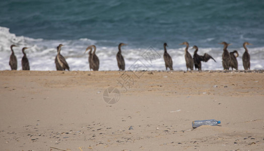阿曼穆桑丹姆的焦热兰海滩上的塑料水图片
