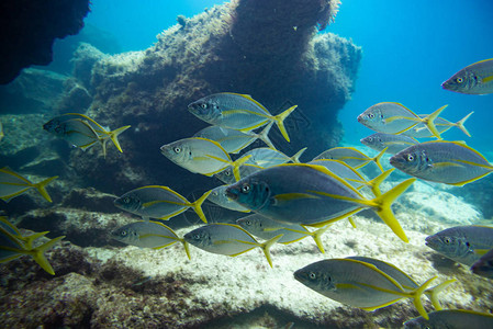 一群鱼游泳富埃特文图拉加那利群岛图片