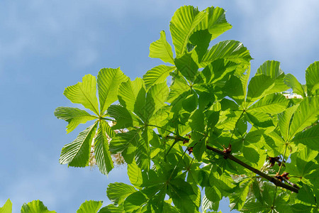 蓝天背景的栗子树叶Aesculushippocas图片