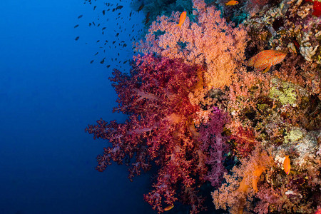 生长在礁石的大颜色鲜艳的软珊图片