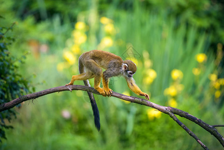 常见松鼠猴子也被称为赛米里猴图片