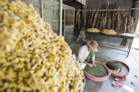 柬埔寨金边市附近的KohDach丝绸生产时的丝绸Colil图片