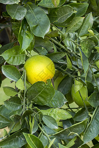 绿橙树果图片