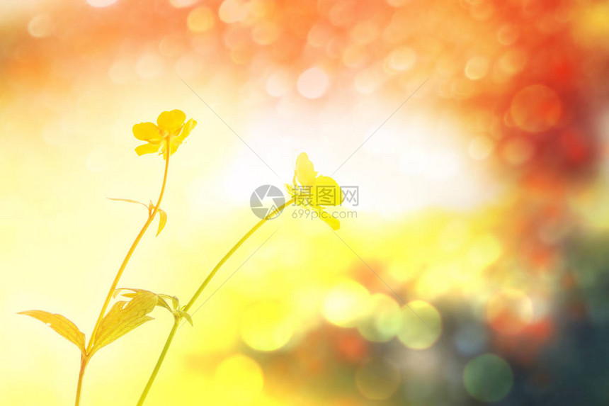 明亮的黄色花朵在背景图片