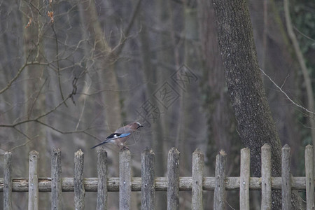 一辆蓝色的Jay坐在木栅栏上图片