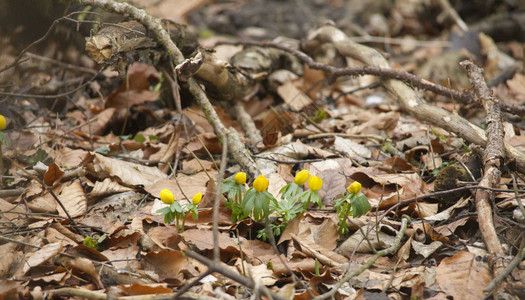 冬花笼罩着在林底的黄花朵在图片
