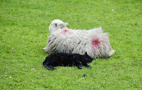 春新羊羔跟妈图片