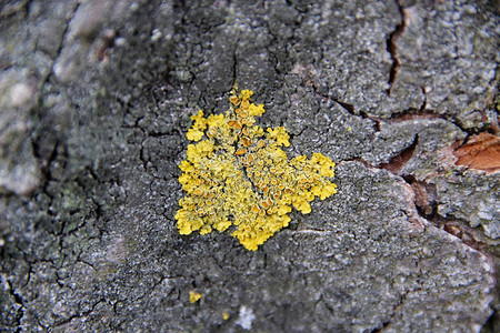 树皮上的黄色真菌图片