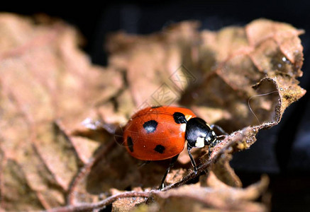 干叶上常见的红黑瓢虫背景图片