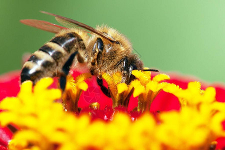 蜜蜂或蜜蜂在拉丁蜜蜂欧洲或西方蜜蜂授粉的红图片