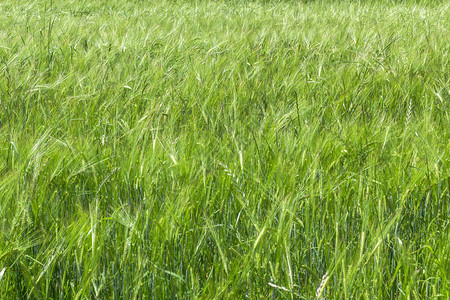 野外绿麦,阳光和小麦,丰图片
