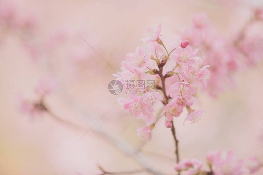 樱花粉红色背景复古风格的樱花图片