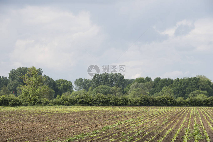 荷兰农村地貌与土豆田春图片