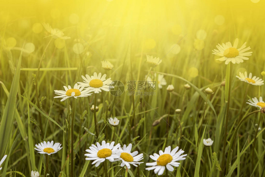 自然背景与鲜花相伴花朵草地夏日图片
