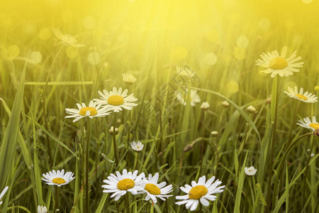 自然背景与鲜花相伴花朵草地夏日图片