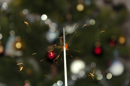 Bengal在圣诞树背面燃烧图片