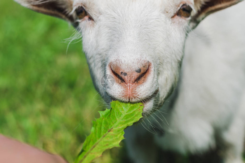 一只小白山羊在绿色的草地上吃草图片