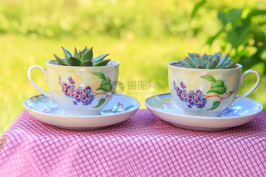 茶杯和多汁的植物图片