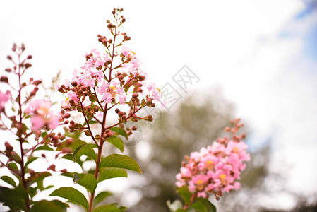 于朦胧版许仙季节植物高清图片