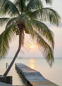 热带日出在棕榈树木图片