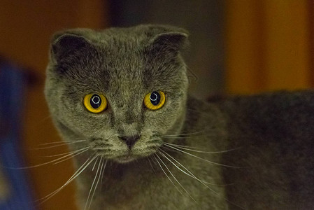 黄眼睛的英国折耳猫肖像图片