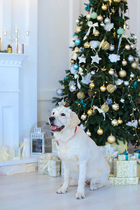 白狗坐在Christams树和礼物附近图片