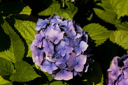 蓝色丁香花自然背景图片