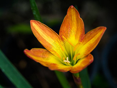 美丽的百合雨花Zephyranthes图片