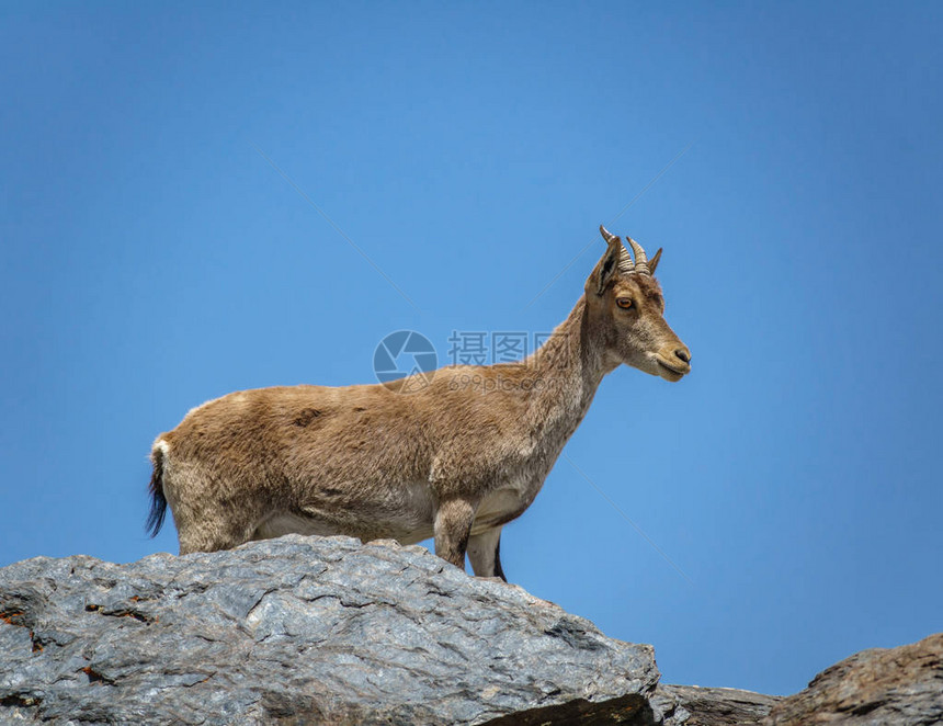 山羊在岩石顶部的分布图图片