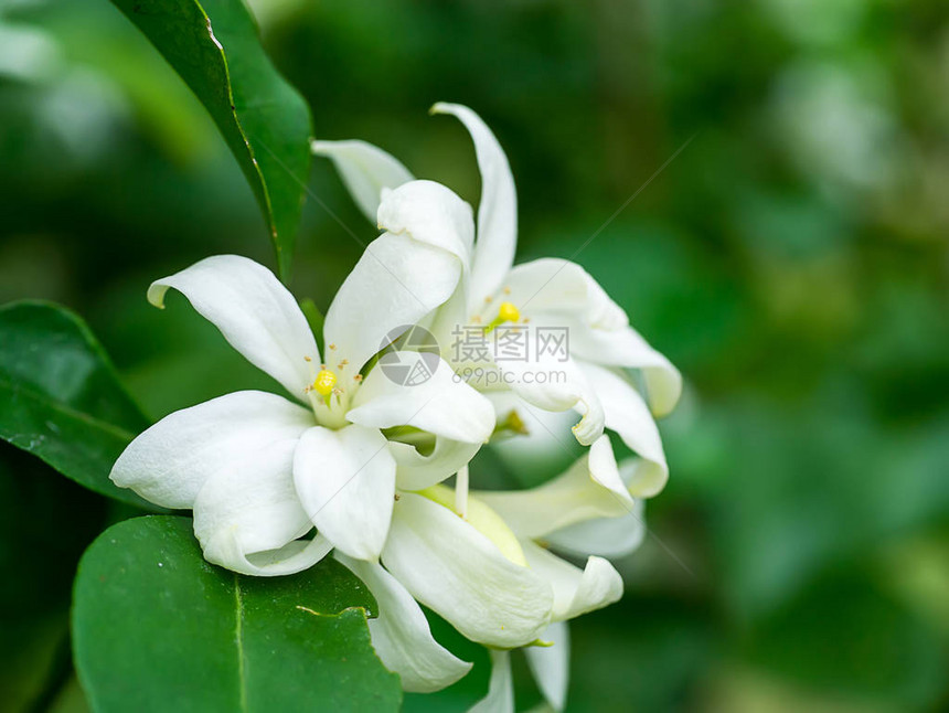 白橙茉莉花或中华盒花MurrayaAfris图片