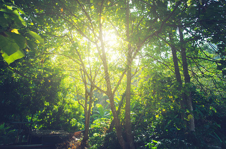 阳光照耀的森林太阳照耀图片