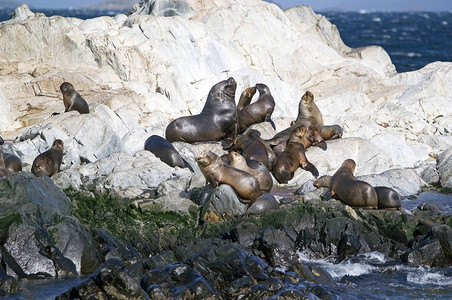 阿根廷比格尔海峡岛上的海狮海狮是一种具有外耳瓣和长前鳍的图片